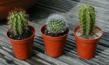 cacti+30July2004+jpg